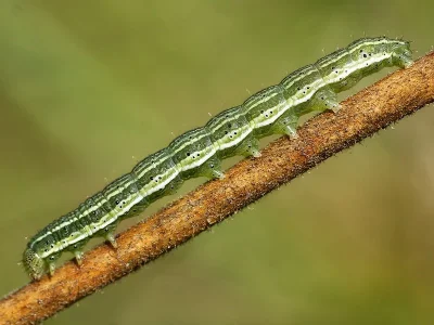 Heliothis (H.) viriplaca
