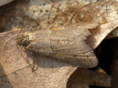 Tortricodes alternella