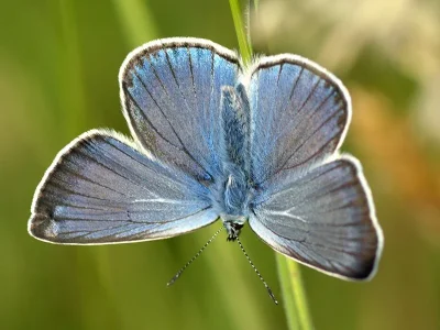 Polyommatus (Plebicula) amandus