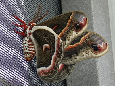 Hyalophora cecropia