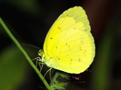 Eurema hecabe
