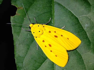 Agape chloropyga