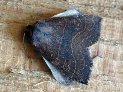 Atethmia ambusta