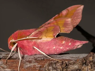 Deilephila porcellus