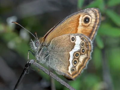 Coenonympha dorus