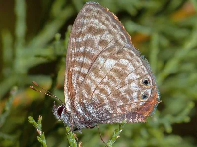 Leptotes pirithous