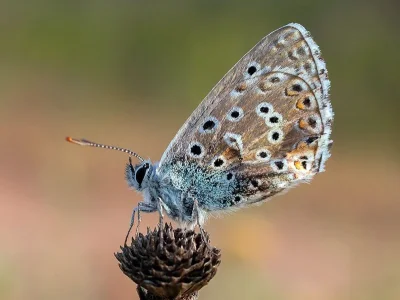 Polyommatus (Lysandra) bellargus