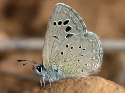 Glaucopsyche melanops