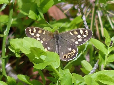 Pararge aegeria