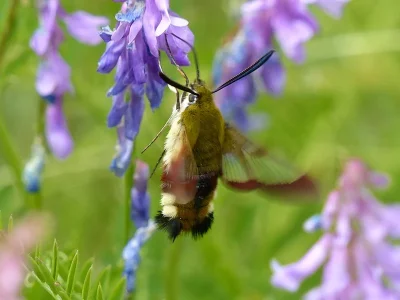 Hemaris (Hemaris) fuciformis