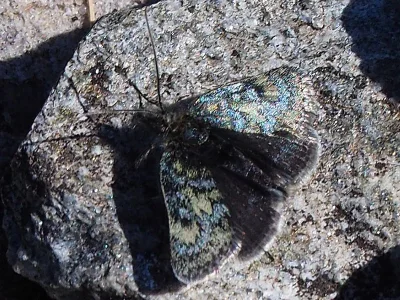 Metaxmeste phrygialis