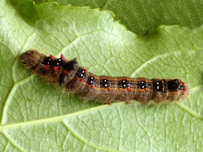 Clostera anastomosis