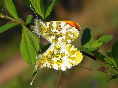 Anthocharis (Anthocharis) cardamines