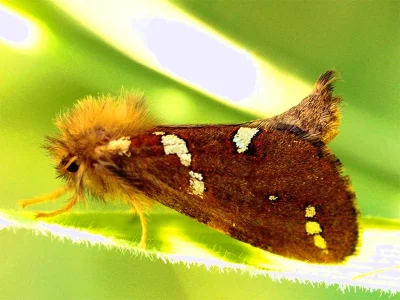 Phymatopus hecta