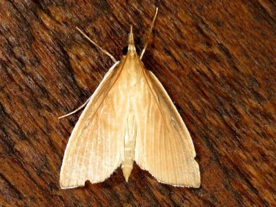 Sclerocona acutellus