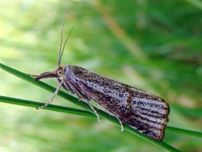 Thisanotia chrysonuchella