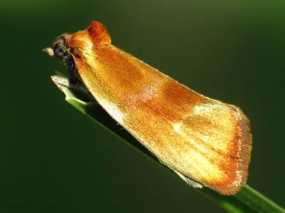 Eulia ministrana