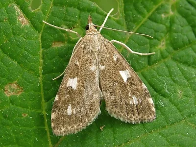 Udea olivalis