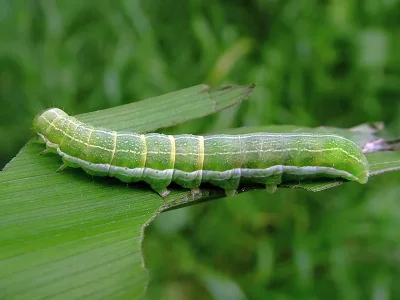 Orthosia (Semiophora) gothica