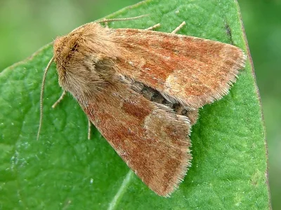 Oligia fasciuncula