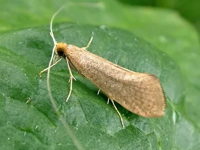 Nematopogon swammerdamella