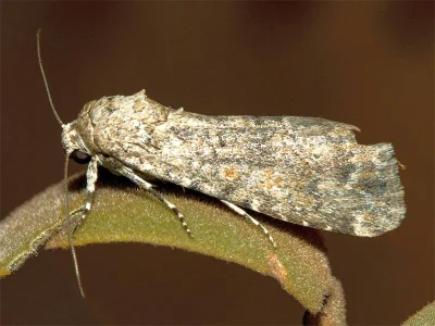 Spodoptera exigua