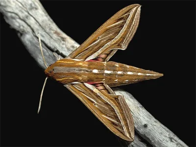 Hippotion celerio