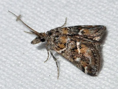 Hypotia miegi