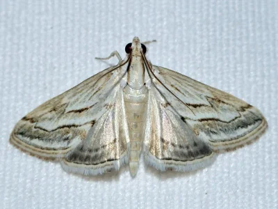 Evergestis desertalis
