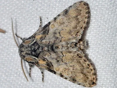 Raphia hybris