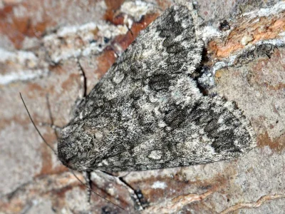 Acronicta (Subacronicta) megacephala