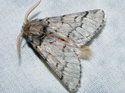 Thaumetopoea pityocampa
