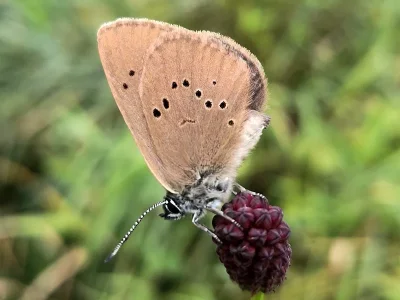 Phengaris nausithous