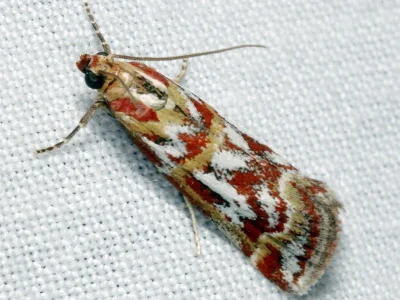 Acrobasis porphyrella