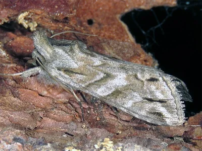 Cucullia fraudatrix