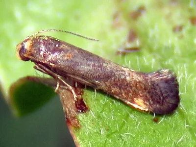 Apodia bifractella