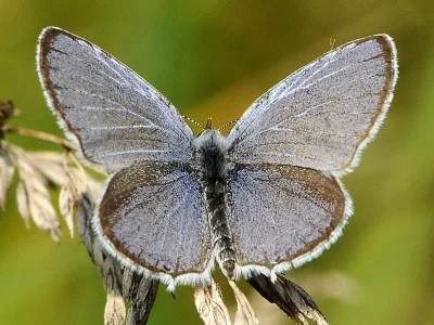 Cupido (Everes) decolorata