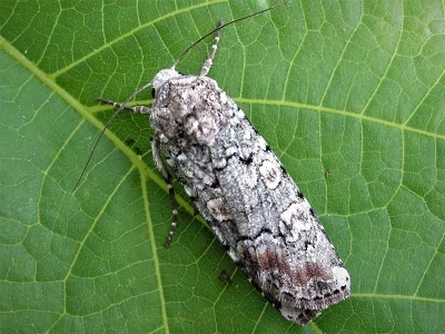 Actebia (Actebia) praecox
