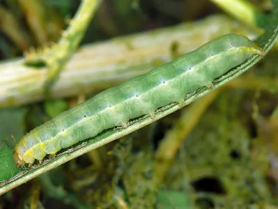 Sideridis (S.) turbida