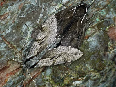 Sphinx pinastri