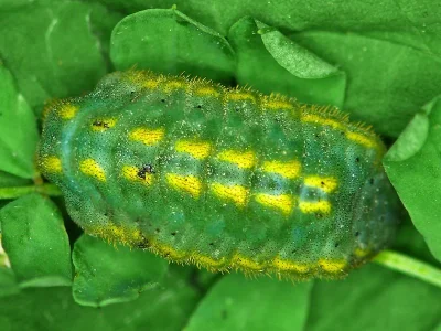 Polyommatus (Lysandra) coridon