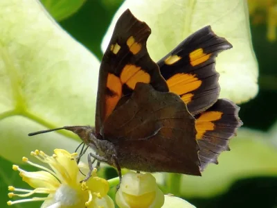 Libythea celtis