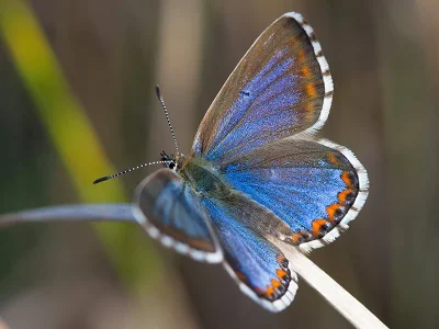 Polyommatus (Lysandra) bellargus