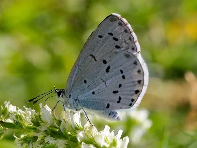 Celastrina (Celastrina) argiolus