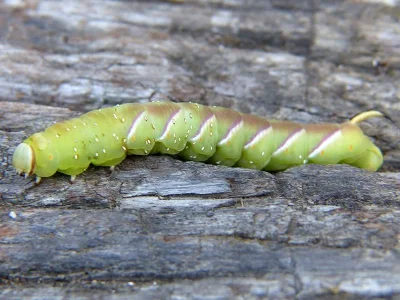 Sphinx ligustri