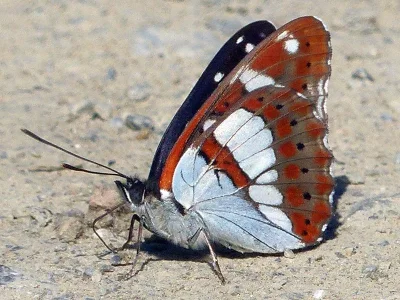 Limenitis reducta