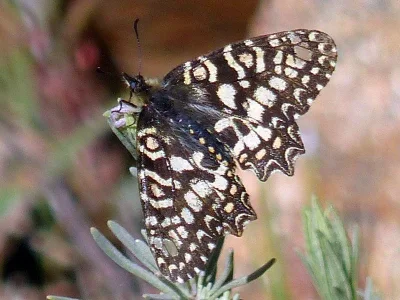 Zerynthia (Zerynthia) rumina