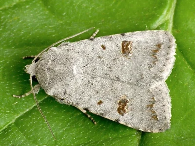Caradrina (Platyperigea) kadenii