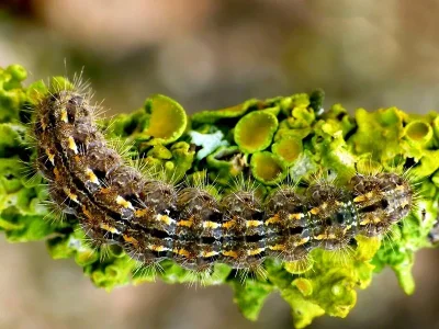 Eilema (Eilema) caniola