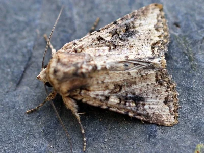 Mythimna (Morphopoliana) languida